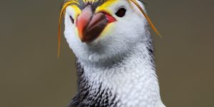 curiosidades do pinguim-real