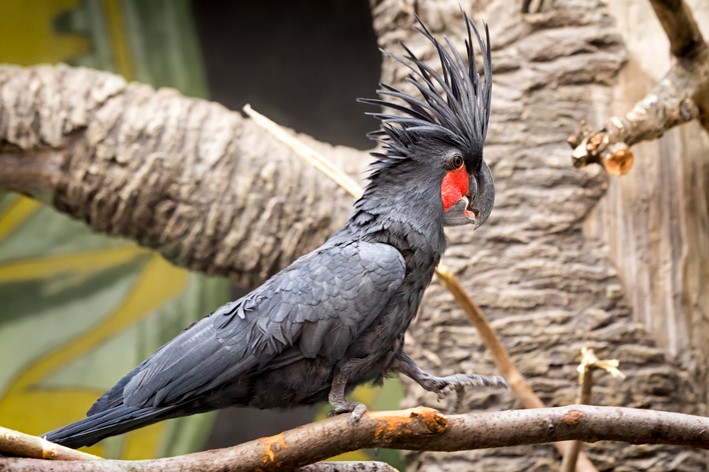 curiosidades sobre a cacatua-das-palmeiras