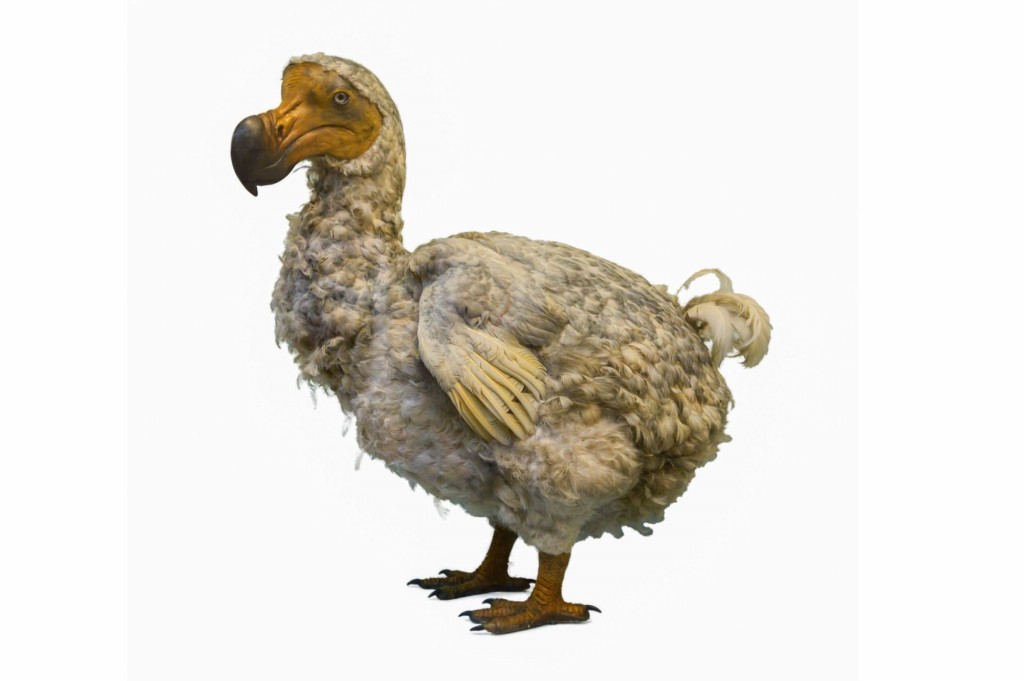dodo (raphus cucullatus)