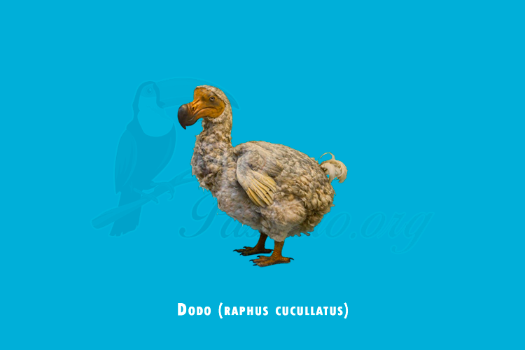 dodo (raphus cucullatus)