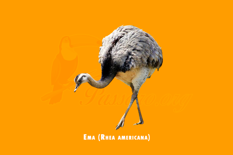 ema (rhea americana)