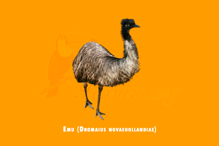 emu (dromaius novaehollandiae)