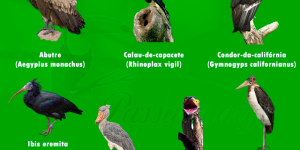 especies de aves mais feias do mundo