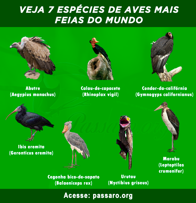 especies de aves mais feias do mundo