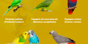 especies de papagaios mais falantes e mais inteligentes