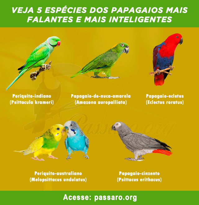 especies de papagaios mais falantes e mais inteligentes