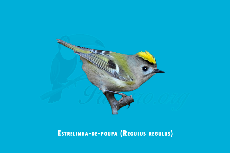 estrelinha-de-poupa (regulus regulus)