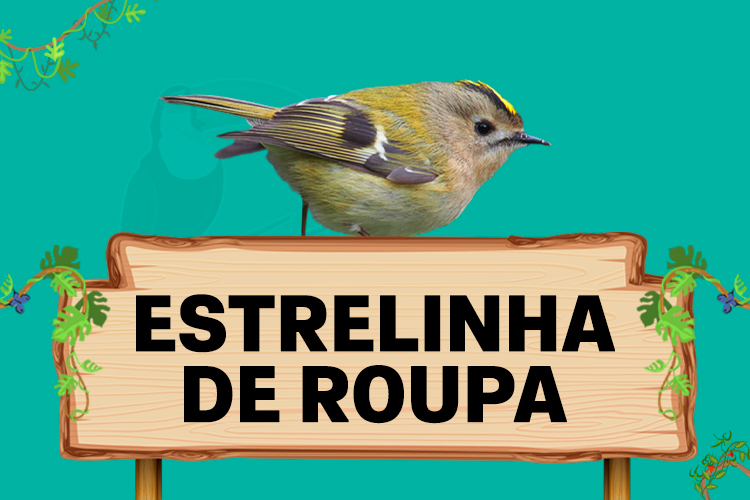 estrelinha de poupa