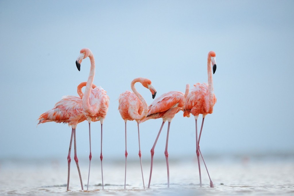 flamingo-americano