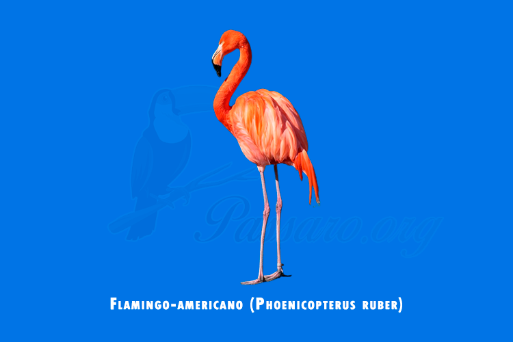 flamingo-americano (phoenicopterus ruber)