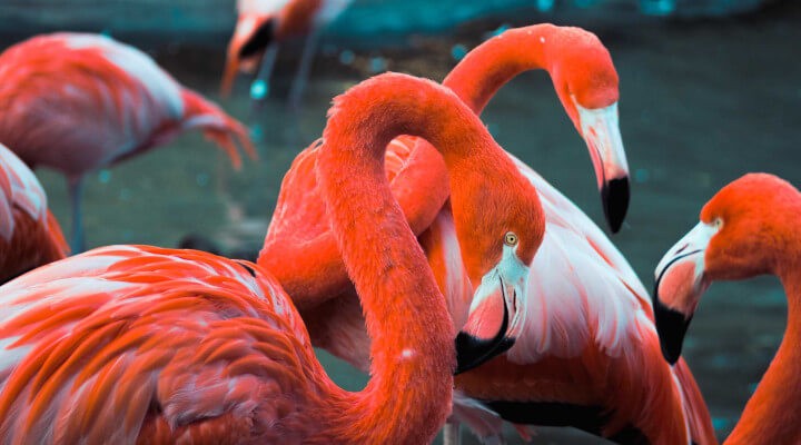 flamingo-americano