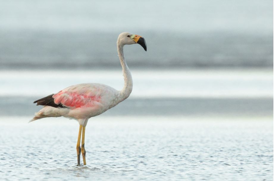 flamingo-andino 