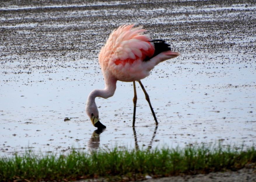 flamingo-andino 