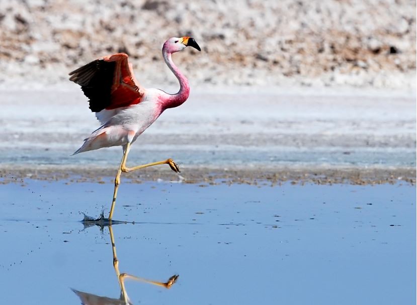 flamingo-andino 