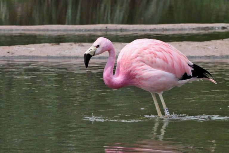 flamingo-andino 