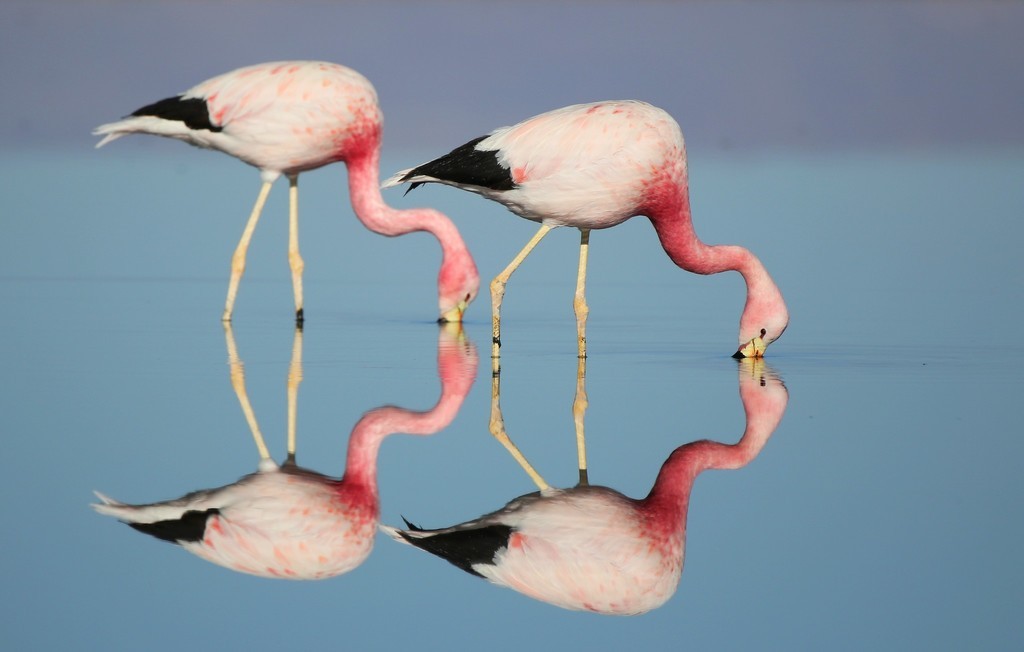 flamingo-andino