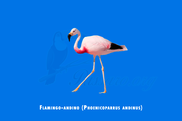 flamingo-andino (phoenicoparrus andinus)
