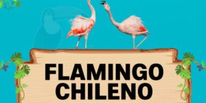 flamingo chileno