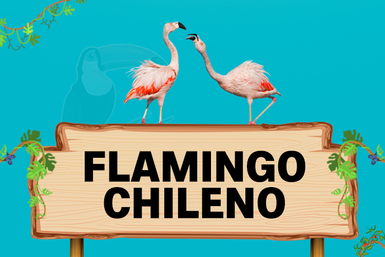 flamingo chileno