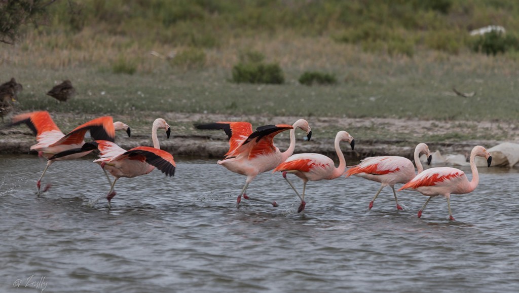 flamingo-chileno