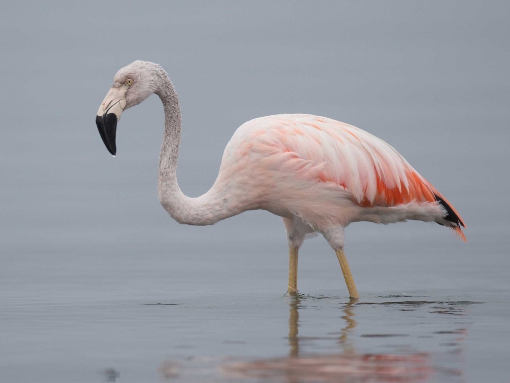 flamingo-chileno 