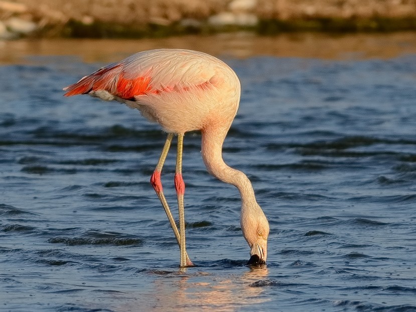 flamingo-chileno