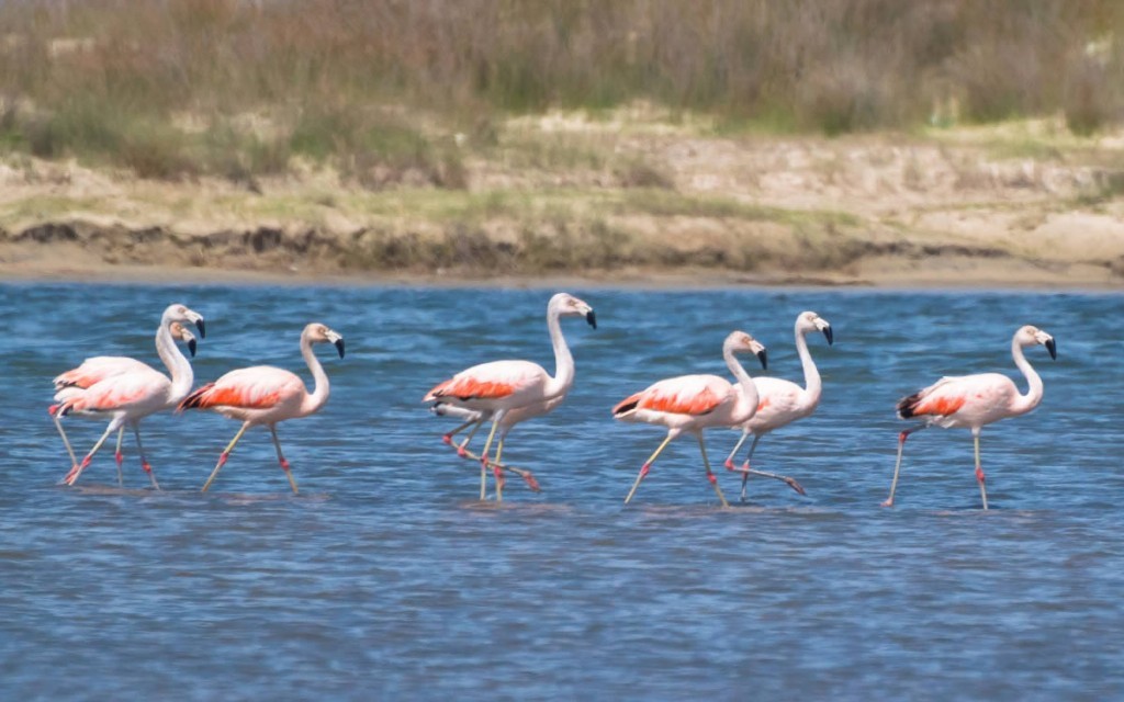flamingo-chileno