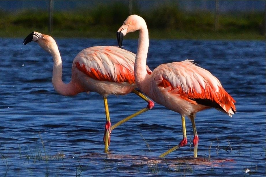 flamingo-chileno