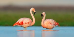 flamingo-chileno