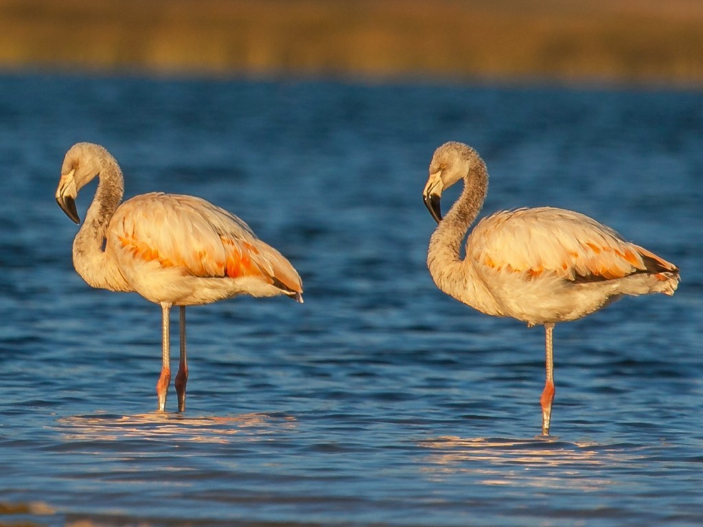 flamingo-chileno filhote