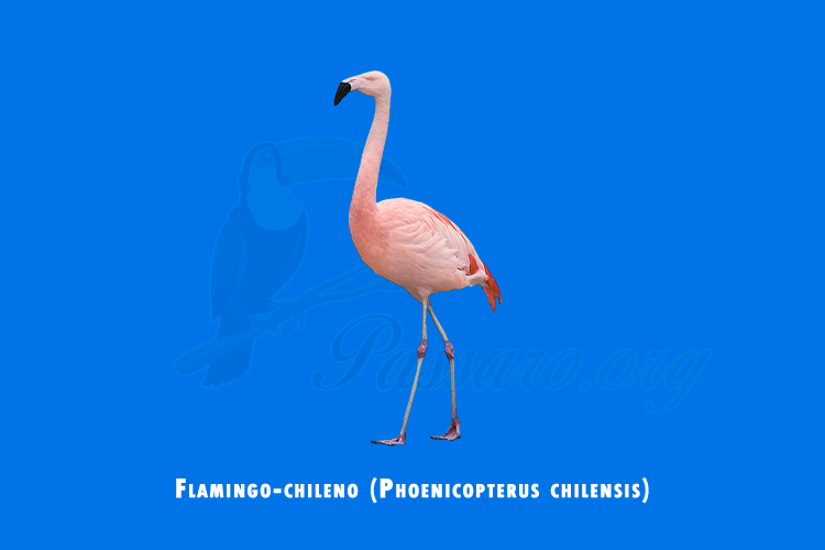 flamingo-chileno (phoenicopterus chilensis)