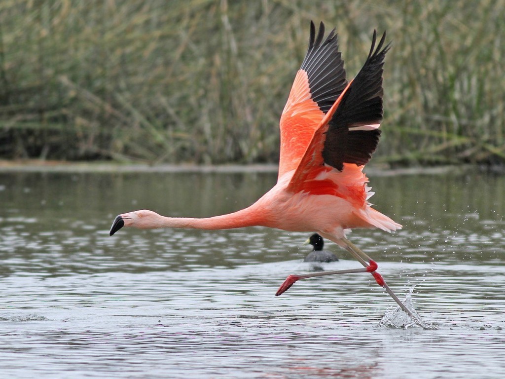 flamingo-chileno