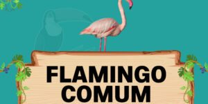 flamingo comum