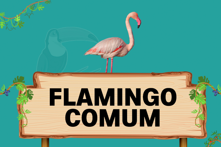 flamingo comum