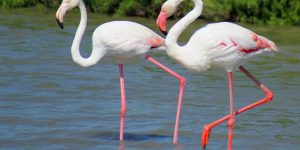 flamingo-comum