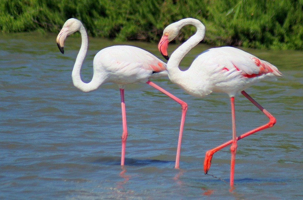 flamingo-comum