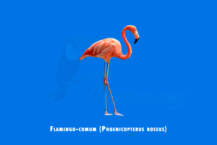 flamingo-comum (phoenicopterus roseus)
