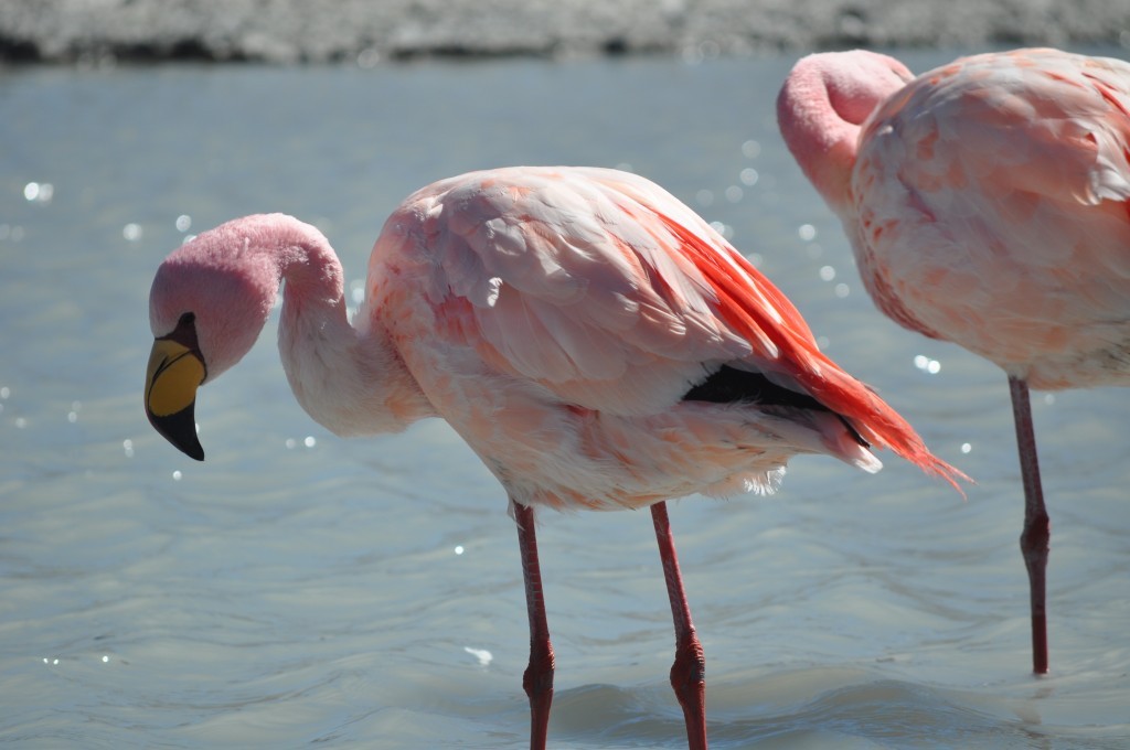 flamingo de James