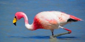 flamingo de James