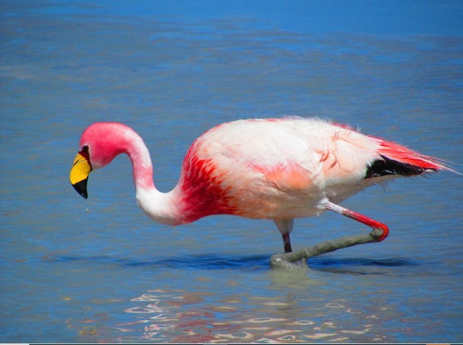 Flamingo-de-james 