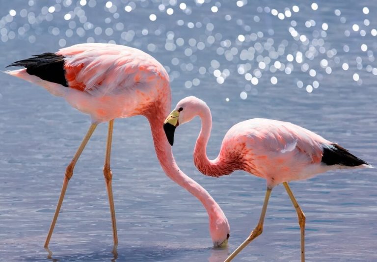 Flamingo de james caracter sticas reprodu o alimenta o