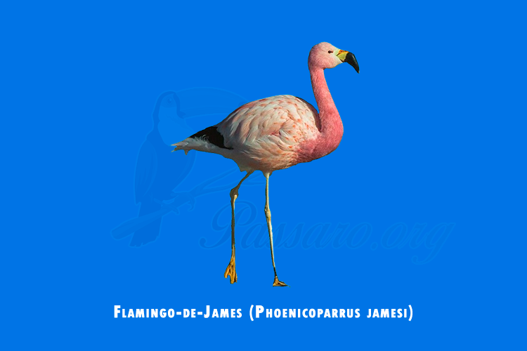 flamingo-de-James (phoenicoparrus jamesi)