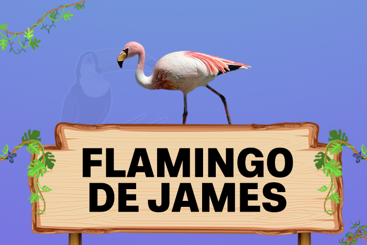 flamingo de james