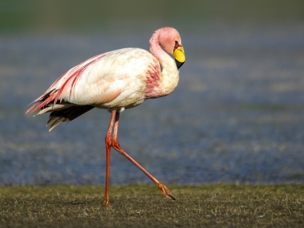 flamingo-de-james