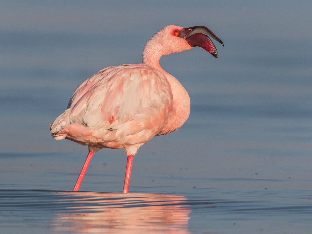 flamingo-pequeno