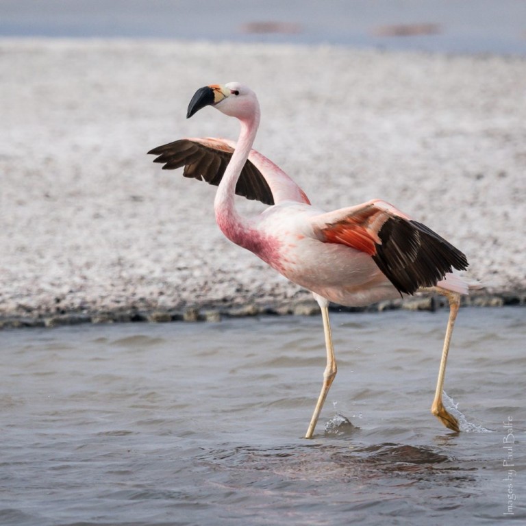 flamingo-pequeno