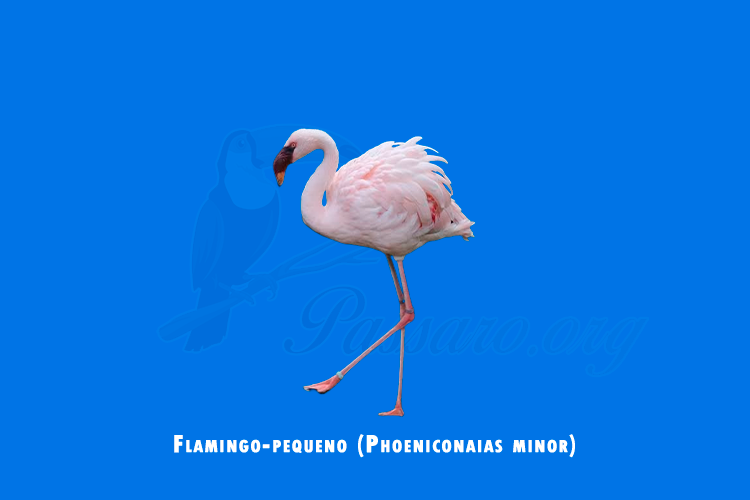 flamingo-pequeno (phoeniconaias minor)