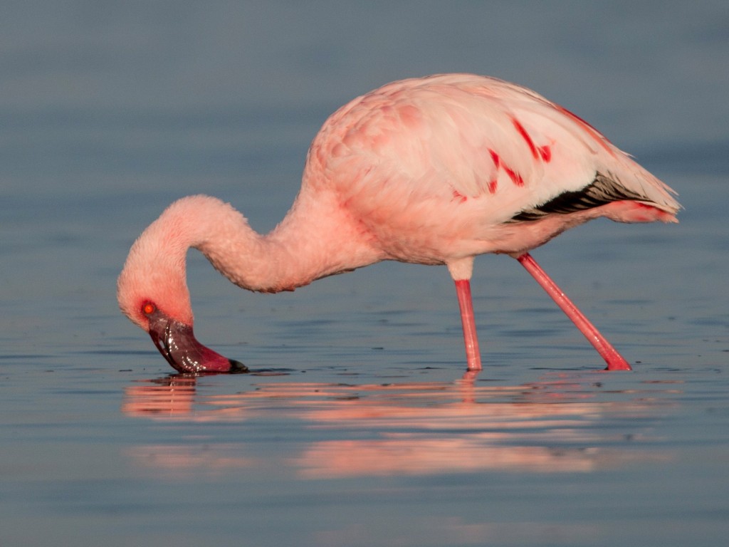 flamingo-pequeno