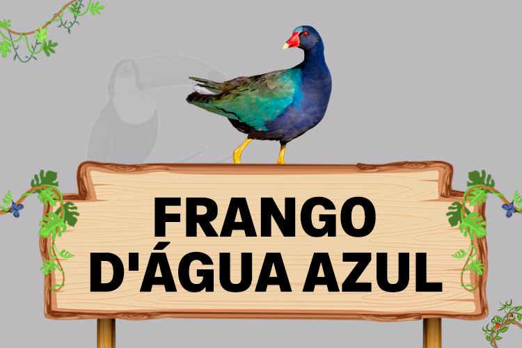 frango d'agua azul