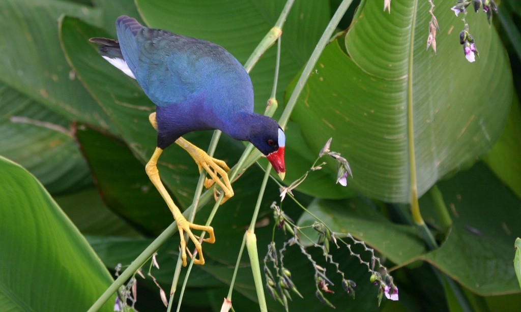 frango-d'agua-azul